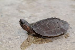 young red eared Turtle in water