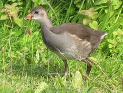 Moorhens are medium-sized water birds