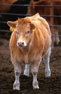 farm milk calf