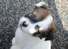 little white puppy sitting on the pavement