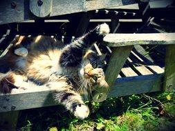 wonderful fuffy Animal
