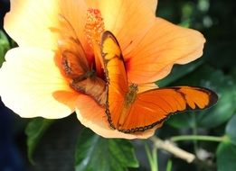 Orange Butterfly macro