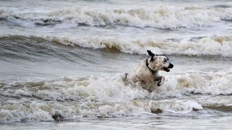 friesian dog in the waves of the surf