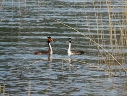 Great crested grebes in the water