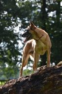 Cute beautiful malinois on the tree among the forest