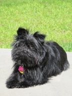 black affenpinscher lies on the ground