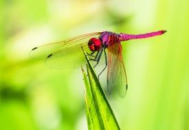 filigree pink dragonfly