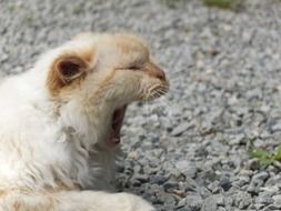 portrait of white yawning cat