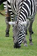 zebra on a green meadow in safari