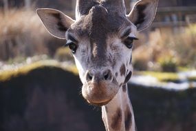 Giraffe in Zoo