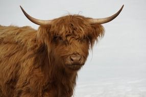 hairy buffalo with horns