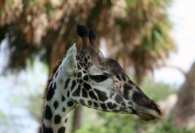 young giraffe with long neck