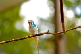 long-tailed blue parakeet on branch