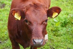 tagged farm cow