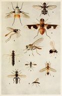 Different kinds of insects