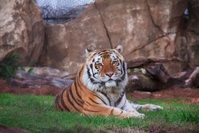 Siberian tiger is lying on the green grass