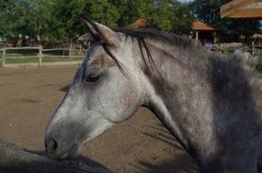 Gray horse on farm