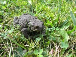 common toad in summer