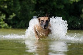 frisky malinois in the water