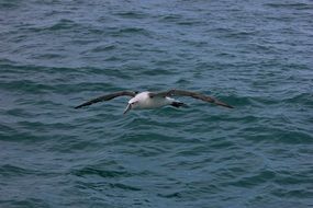 albatross flies low over the water