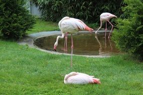beautiful tall flamingos in the garden