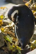 black and white penguin cleans feathers