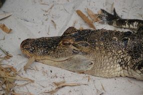 Alligator in Florida
