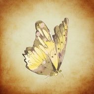 Butterfly Yellow drawing