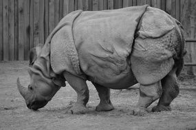 strong and majestic rhinoceros