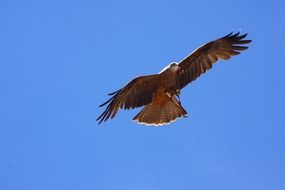 Raptor Bird in a flight