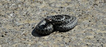 Snake Viper