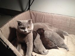 cat feeds kittens