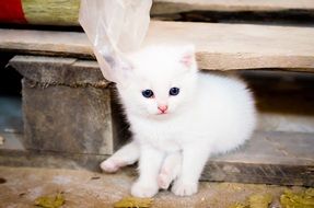 sweet white kitten