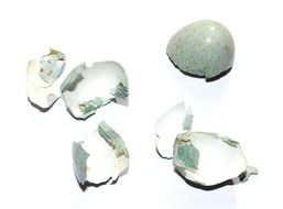 Egg shells