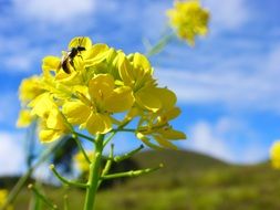 insect pollinates a yellow flower