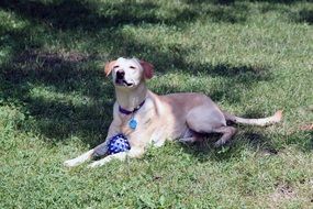 Golden dog playing ball