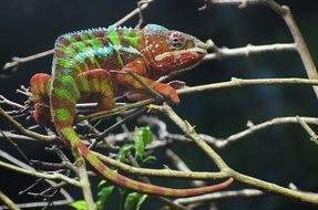 chameleon is sitting on a tree branch