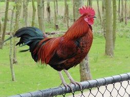 Rooster on the fence