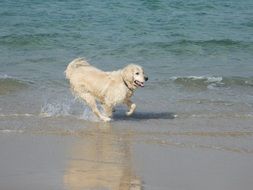 golden retriever on the sandy surf