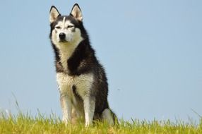black and white husky on the green lawn