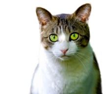 portrait of a domestic cat with green eyes
