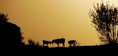 Buffalo and sunset