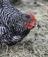black and white Hen walking on on hay