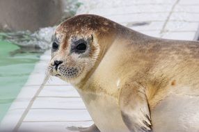 seal on the coast of the Norwegian sea