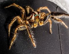 closeup of a hairy jumping spider