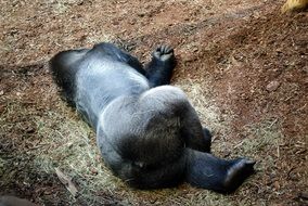 sleeping gorilla