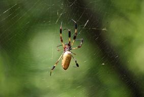 closeup picture of golden silk spider on a web