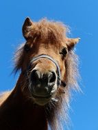 striking Shetland Pony