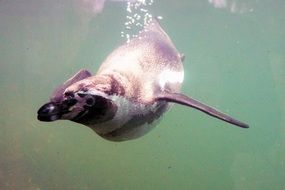 diving penguin in the zoo