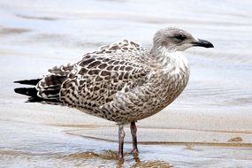 seagull near the water